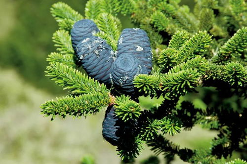 臺(tái)灣 繽紛生物多樣性的寶庫(kù)